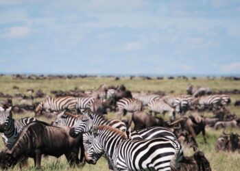 Get Ready for Your Safari in Tanzania with These Nine Tips.