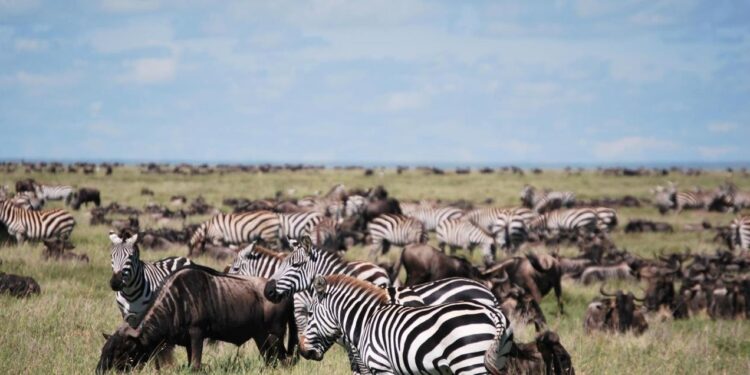 Get Ready for Your Safari in Tanzania with These Nine Tips.